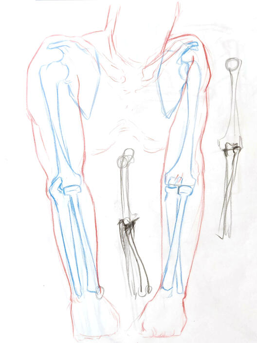 ANATOMY ARMS